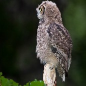 Bubo magellanicus. Famille : Strigidae. Anciennement considéré comme Bubo virginianus. Jeune hibou sur un tronc d'arbre mort (souche), de jour, de profil.