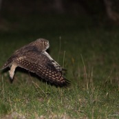 Le Hibou de Los Alerces en vol