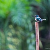 Green Kingfisher