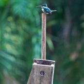 Green Kingfisher