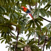 Ara macao. Perroquet bleu et jaune. Bleu, jaune et rouge. Perché sur un arbre, de profil.