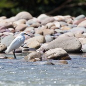 Aigrette