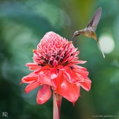 Phaethornis malaris : Colibri en vol sur rose de porcelaine (Etlingera elatior) : Nicolaia en bolivie (parc national Amboro.