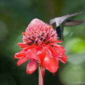 Campylopterus largipennis  : Colibri en vol sur rose de porcelaine (Etlingera elatior) : Nicolaia en bolivie (parc national Amboro.