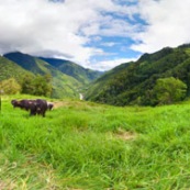 Panorama panoramique vache dans une prairie paturage en train de brouter en montagne. Campagne. Pour visite virtuelle 360°.