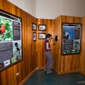Centre d'interpretation du parc national Yanachaga Chemillen. Touriste au milieu des panneaux. Perou. Coq de roche peruvien.