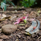 En plein dans la zone protégée intégralement du Parc National Amboro (Bolivie), une cartouchiere sur un chemin indique que la chasse se pratique dans cette zone protégée. Balle, chasse illegale, fusil. Avec une fleur rose tombee a terre.