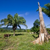 Deforestation a Amboro