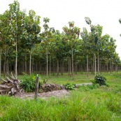Plantation de Teck dans le parc national Maboro en Bolivie. Deforestation pour plantation d'arbres exotiques.