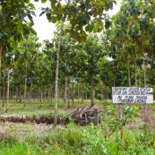 Plantation de Teck dans le parc national Maboro en Bolivie. Deforestation pour plantation d'arbres exotiques.