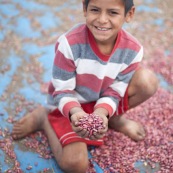 Dans un village en Bolivie,  les haricots qui sèchaient au soleil. Campagne, enfant.