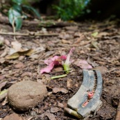 En plein dans la zone protégée intégralement du Parc National Amboro (Bolivie), une cartouchiere sur un chemin indique que la chasse se pratique dans cette zone protégée. Balle, chasse illegale, fusil. Avec une fleur rose tombee a terre.