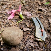 Chasse à Amboro