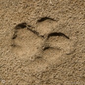 Trace de puma dans le sable