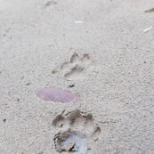 Traces de Puma dans le sable aux abords d'une rivière. Puma concolor. Bolivie. Parc national Amboro.
