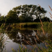 Mare dans les marais de Guines, vec canards, au couchÈ du soleil.