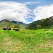 Panorama 360° pour visite virtuelle paturage avec vaches en montagne.