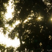 Ambiance forêt avec soleil perçant à travers les arbres.