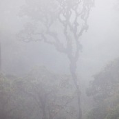 Arbre dans la brume