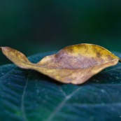 Feuille morte sur feuille vivante.