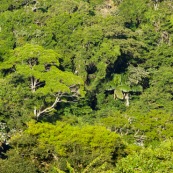 Tableau vegetal