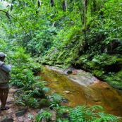 Forêt tropical avec personne.