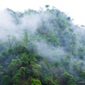 Foret de nuage dans la brume. Forêt tropicale.