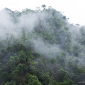 Foret de nuage dans la brume. Forêt tropicale.