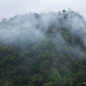 Foret de nuage dans la brume. Forêt tropicale.