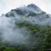 Foret de nuage dans la brume. Forêt tropicale.