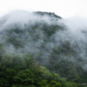 Foret de nuage dans la brume. Forêt tropicale.