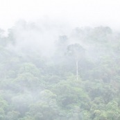 Foret de nuage dans la brume. Forêt tropicale.
