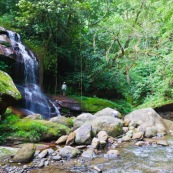 Paysage de foret tropicale : cascade, et nids d'oropendolas suspendus sur un arbre. Bolivie