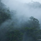 Foret de nuage dans la brume. Forêt tropicale.