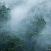 Pluie dans la foret de transition