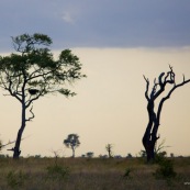 Afrique du sud parc kruger. Paysage.