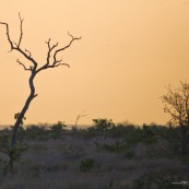 Afrique du sud parc kruger. Paysage.