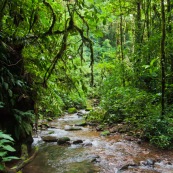 Rivière en forêt tropicale