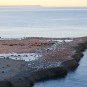 Otaries à Valdes