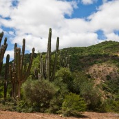 Cactus. Bolivie.