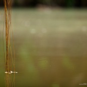 Racines aérienne arrivant dans la rivière dans l'eau.