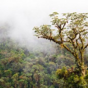 Arbre couvert d'epiphytes dans les Andes, a 2500 metres d'altitude. dans la brume. Pérou.