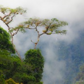 Arbre avec epiphytes et bromeliacées