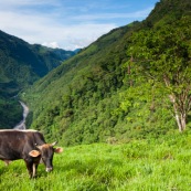 Vaches en montagne en train de brouter dans son paturage.