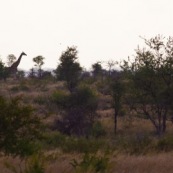Afrique du sud parc kruger. Girafe.