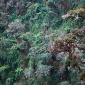 Bosque de Neblina