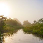 Marais de Kaw Guyane. Lever de soleil.