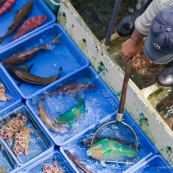 Scene de retour de peche en Chine, port de Sai Kung a Hong-Kong. Vente a la criee. Retour des bateaux. Vente des poissons. Matin brumeux. Peche traditionnelle. Poisson perroquet (Scaridae) pour restaurant.