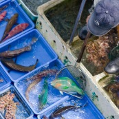 Scene de retour de peche en Chine, port de Sai Kung a Hong-Kong. Vente a la criee. Retour des bateaux. Vente des poissons. Matin brumeux. Peche traditionnelle. Poisson perroquet (Scaridae) pour restaurant.