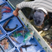 Scene de retour de peche en Chine, port de Sai Kung a Hong-Kong. Vente a la criee. Retour des bateaux. Vente des poissons. Matin brumeux. Peche traditionnelle. Poisson perroquet (Scaridae) pour restaurant.